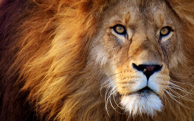 Lion. Own Your Strengths